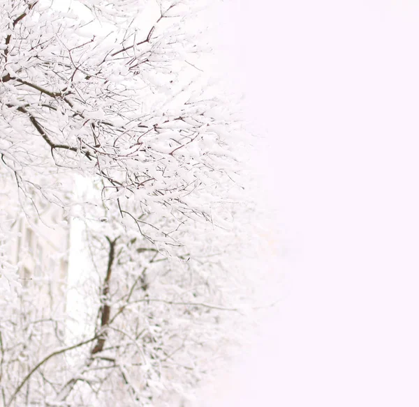 Közelről. Város téli táj. A füstfellegekkel fák — Stock Fotó