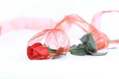 kopya alanı ile beyaz bir background.photo üzerinde kırmızı gül