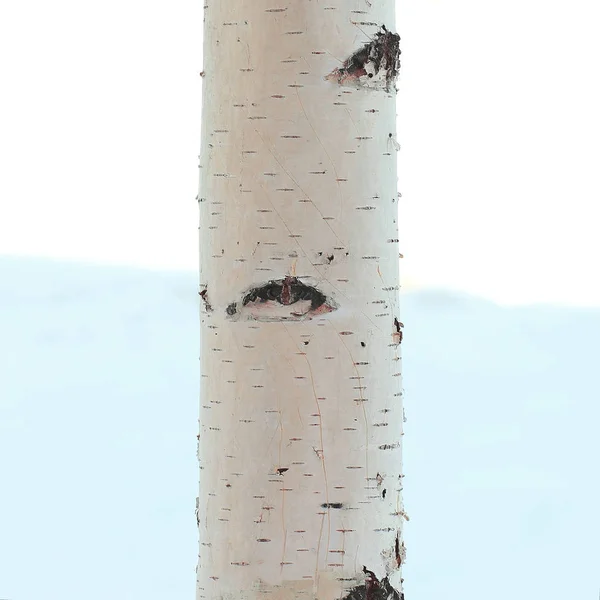 Stammen av en Björk som isolerad på vit bakgrund — Stockfoto