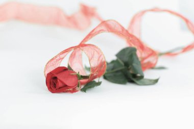 kopya alanı ile beyaz bir background.photo üzerinde kırmızı gül