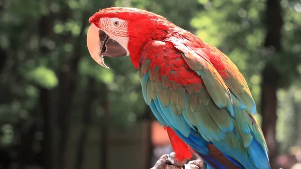 Close-up. papegaai Ara zittend op een tak — Stockfoto