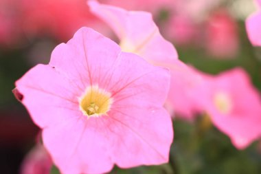 yakın çekim. narin pembe Petunya çiçek üzerinde arka plan bulanık