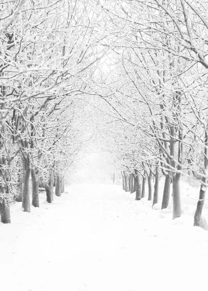 Zima ve městě Park.frost na stromech — Stock fotografie