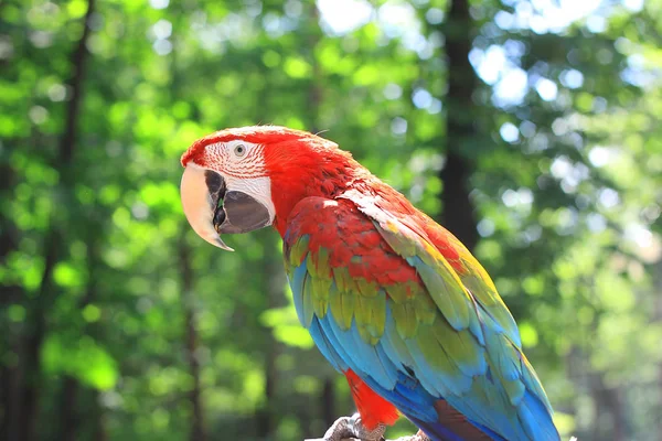 Vicino. ara pappagallo seduta su un ramo — Foto Stock