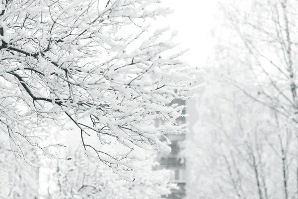 Télen a havas városban. a frost egy fa ága — Stock Fotó