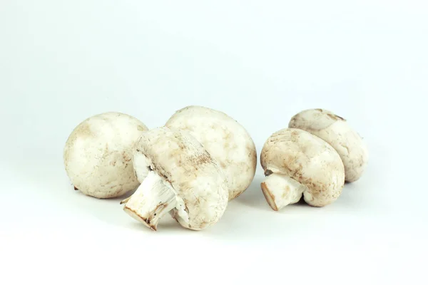 Verse mushrooms.isolated op een witte achtergrond. foto met kopie ruimte — Stockfoto