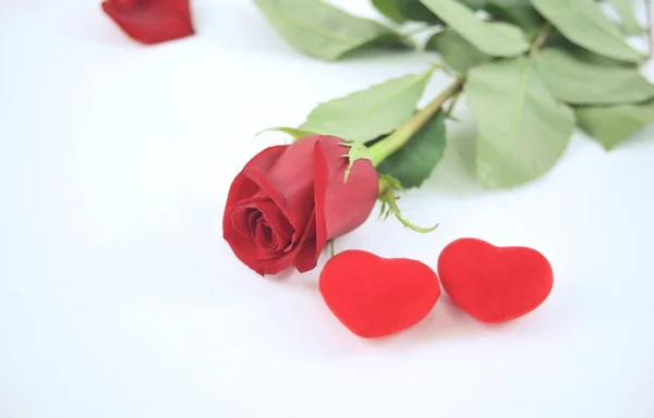 Rosa e dois corações vermelhos no fundo branco.conceito de amor — Fotografia de Stock