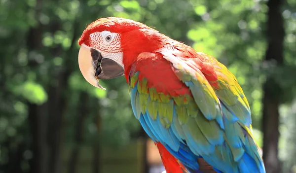 Закрывай. попугай ара сидит на ветке — стоковое фото
