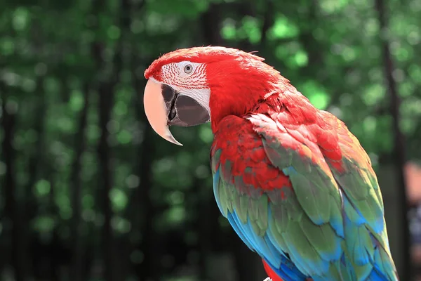 Z bliska. papuga ARA na niewyraźne tło dżungli — Zdjęcie stockowe