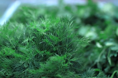 yakın çekim. dereotu ve parsley.background görüntü.