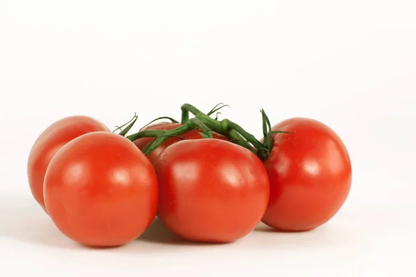 Tomaten auf einem Zweig. isolierter weißer Hintergrund — Stockfoto