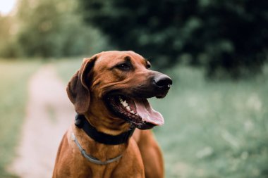 sevimli köpek doğurmak Rodezya Ridgeback doğa arka plan üzerinde.
