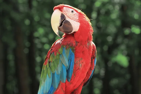 Vicino. bellissimo pappagallo di ara su sfondo sfocato — Foto Stock