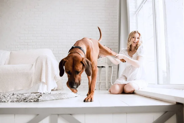 Embarazada joven jugando con su perro en el apartamento moderno de la ciudad — Foto de Stock