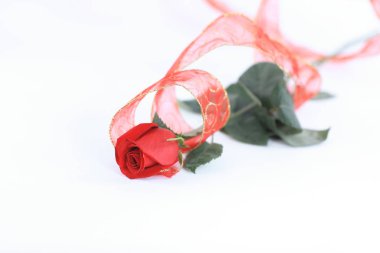 kopya alanı ile beyaz bir background.photo üzerinde kırmızı gül