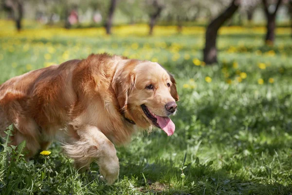 Hermoso perro de compañía acostado en la hierba verde — Foto de Stock