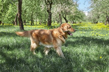 Yaz parkta çim üzerinde bir sopayla setter çalış.
