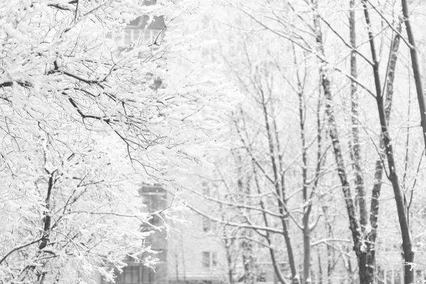 Zblízka. Město zimní krajina. Jíní stromy — Stock fotografie