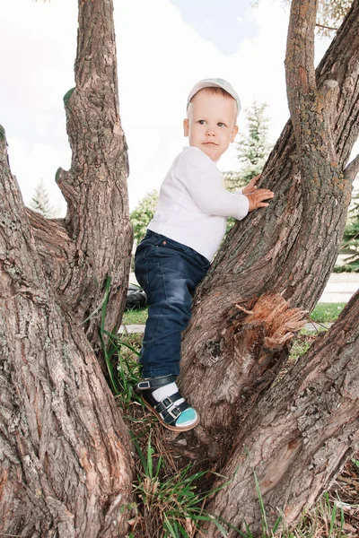 Liten pojke som står på ett stort gammalt träd — Stockfoto