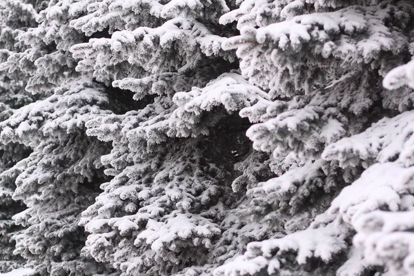 Bolyhos evett a hó a téli nap — Stock Fotó