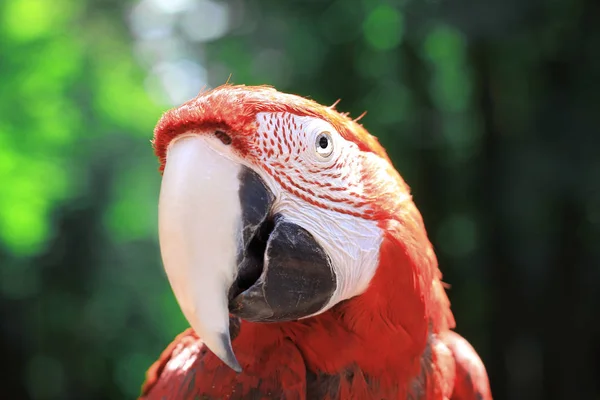 Close-up. hoofd, Ara papegaai op onscherpe achtergrond — Stockfoto