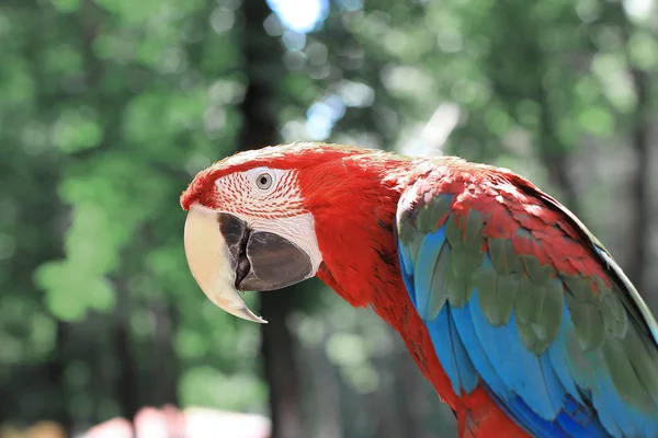 Vicino. pappagallo macaw rosso su sfondo sfocato — Foto Stock