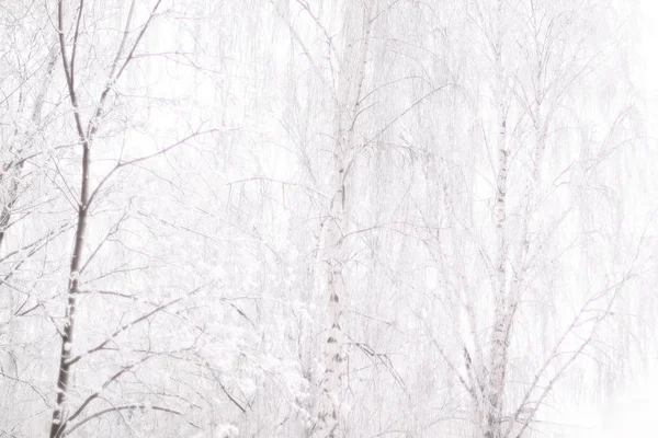 Barna csupasz fatörzsek, sok-sok göndör gyönyörű hosszú ágak borított fagy — Stock Fotó