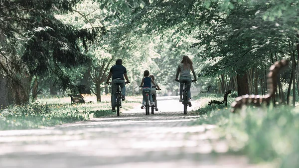 Rear view . family on a morning bike ride Stock Image