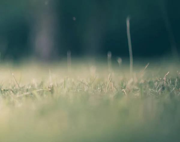 テキストの背景として牧草地の草 — ストック写真