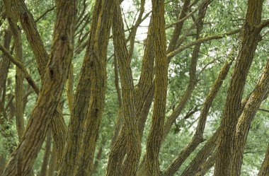 ormanda ağaç gövdeleri arka plan. doğa ile birlik kavramı