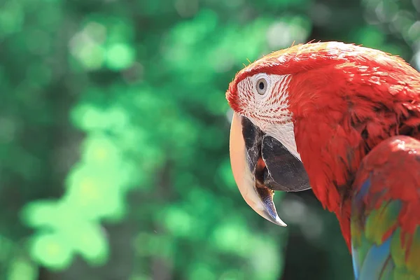 Fecha. papagaio-arara vermelho no fundo borrado — Fotografia de Stock