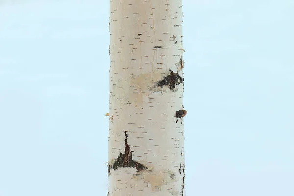 Tronc d'un bouleau isolé sur fond blanc — Photo