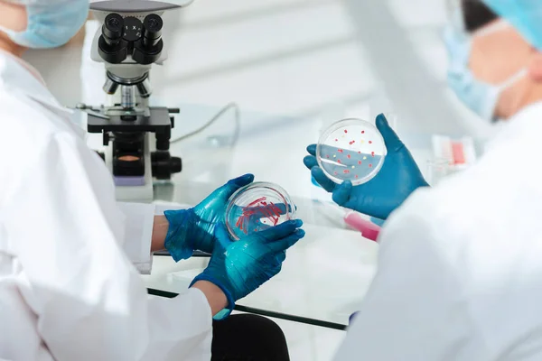 Científicos de microbiología discuten los resultados de su investigación . — Foto de Stock