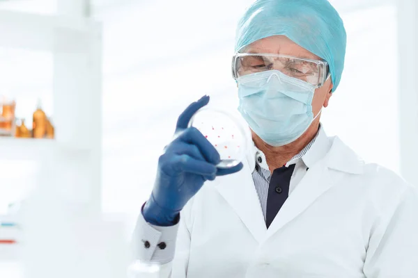 Científico en guantes de protección sostiene una placa Petri. —  Fotos de Stock