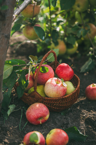 Delicious homegrown freshly picked apples — Stock Photo, Image