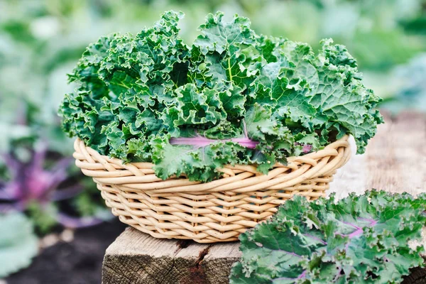 Green and purple Kale leaves