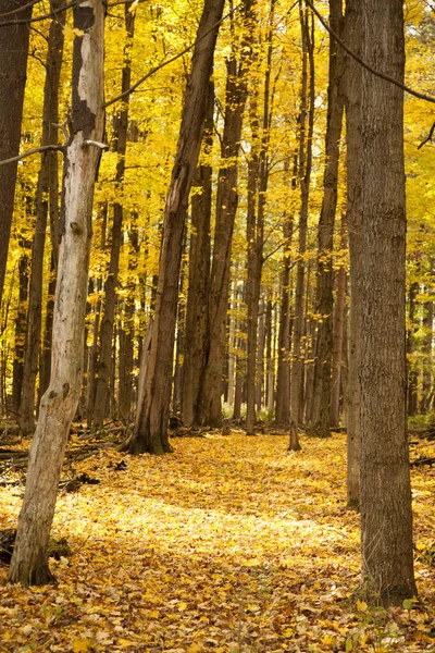 Sonbahar Ormanı Geound Üzerinde Renkli Yapraklarla — Stok fotoğraf