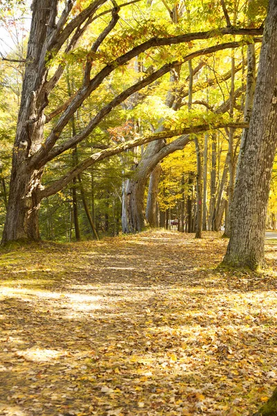 Höststig Genom Skog Med Höstlöv Och Färgglada Blad — Stockfoto