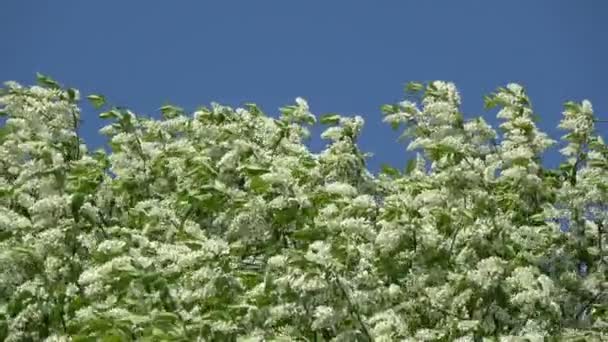 Kvetoucí Třešeň Ptačí Strom Nahoře Pozadí Modré Oblohy Vítr — Stock video