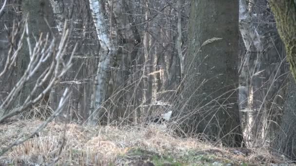 Cicogna Bianca Ciconia Visita Nella Foresta Primaverile Con Alluvione Ghiaccio — Video Stock