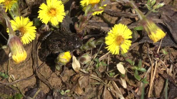 Sapo Europeo Con Vientre Fuego Bombina Principios Primavera Cerca Coltsfoot — Vídeo de stock