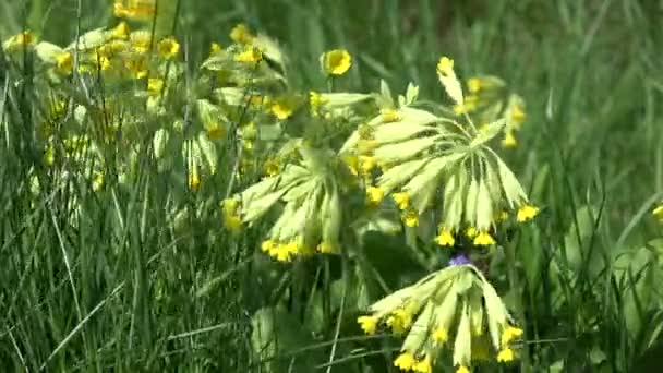 Spring primrose cowslip flowers background in wind — Stock Footage Spring Primrose Cowslip Flowers Background Wind Stock Video