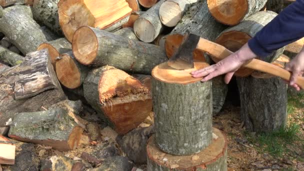 春の農場で斧でアルダー薪をチョッピング — ストック動画