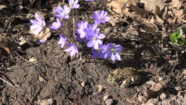 Ευρωπαϊκό Πράσινος Φρύνος Bufo Viridis Κοντά Hepatica Λουλούδια Που Ανθίζουν — Αρχείο Βίντεο