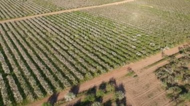 çiçek açması bahar elma ağacı Bahçesi, panoramik havadan görünümü