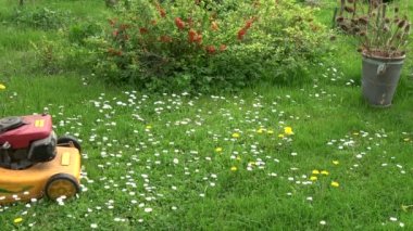 Çiftçi bahçıvan çiftlik bahçede çim biçme makinesi ile bahar çim kesme