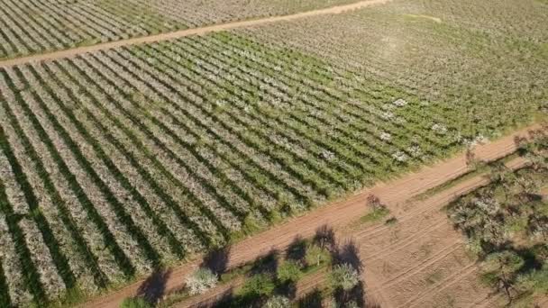 Blühender Frühling Apfelbaumgarten Panorama Luftaufnahme — Stockvideo