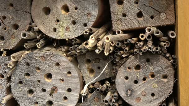 Insect Hotel Fragment Spring Time Many Various Wild Bees — Stock Video
