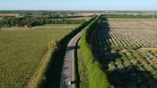 Drone Pairar Acima Florescendo Primavera Macieira Pomar Vista Aérea Panorâmica — Vídeo de Stock