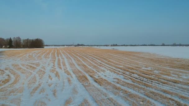 在雪地上用小麦茬飞越冬季上空的无人驾驶飞机鸟瞰图 — 图库视频影像